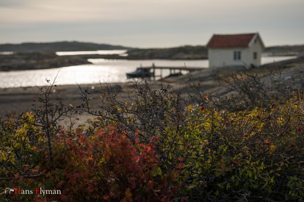 Gula sjöboden