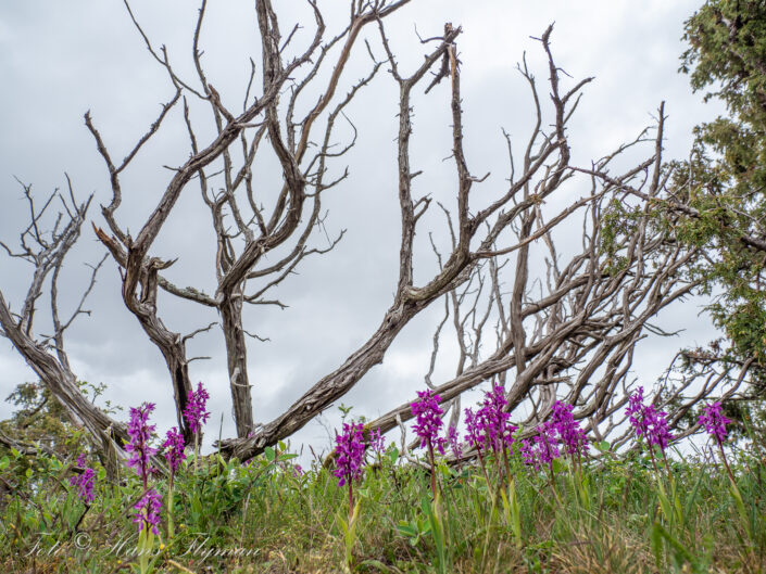 Öland - maj 2021