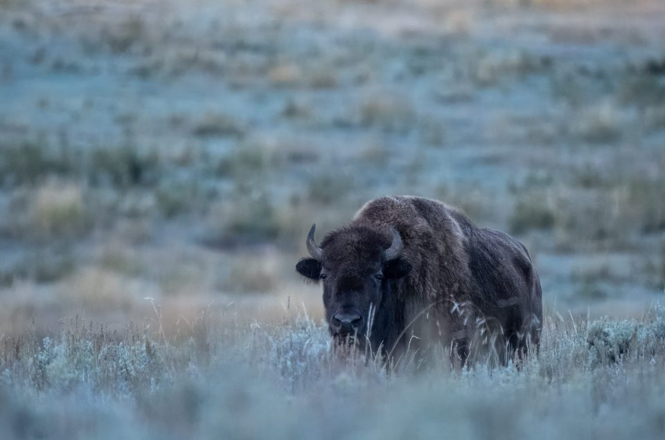 Yellowstone National Park