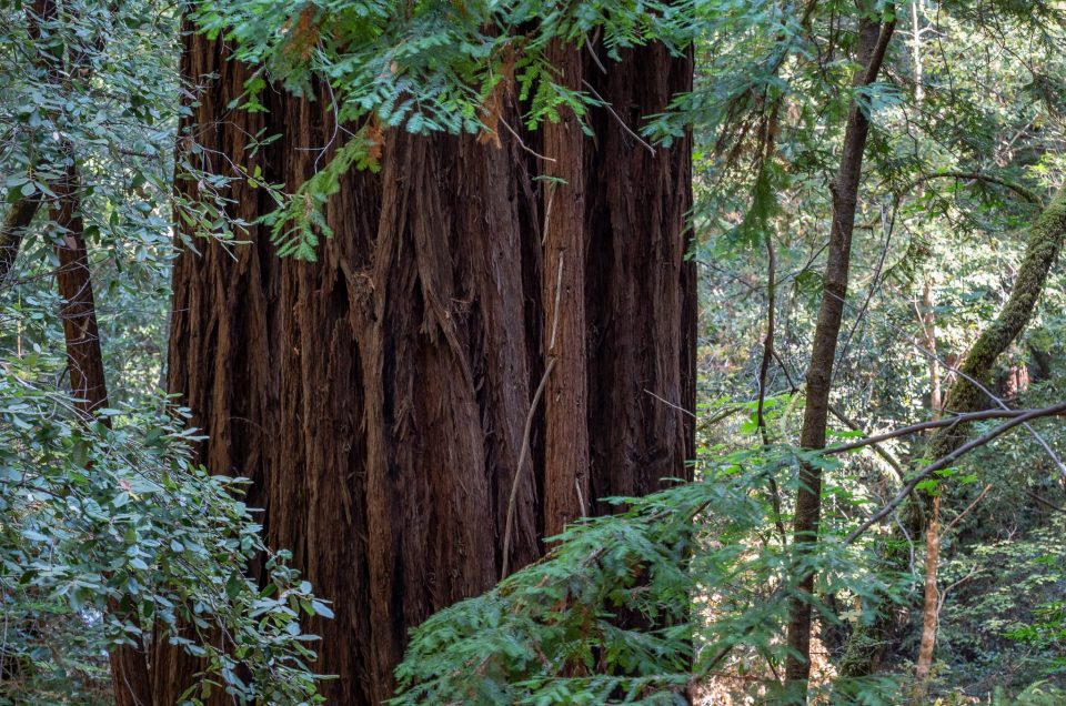 Mäktiga jätteträd – redwood